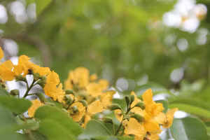 Hoa Giáng hương nở vàng rực rỡ trong những ngày đầu hè ở Hà Tĩnh.