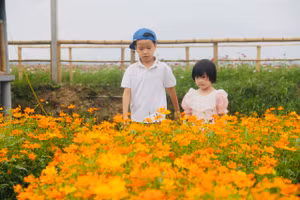 Con đường hoa sao nhái tại vùng ven đô thành phố Hà Tĩnh.