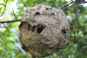 Bị ong vò vẽ tấn công, cụ ông 86 tuổi đã tử vong.