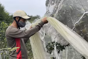 Hà Tĩnh: Cam "trùm màn" vào vụ thu hoạch