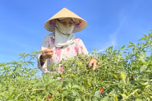 Hà Tĩnh: Nông dân "cay" vì ớt