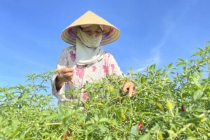 Hà Tĩnh: Nông dân "cay" vì ớt