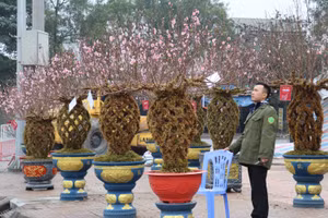 Đào lộc bình tại thị trường cây cảnh Tết Nguyên đán 2024.