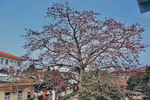 Cây gạo "sống" gần 2 thế kỷ trên quê hương Đại thi hào Nguyễn Du