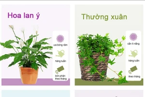 Các loại cây cảnh đẹp dễ trồng trong nhà