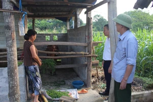 Hỗ trợ nuôi bò sinh sản - Mô hình giảm nghèo hiệu quả.