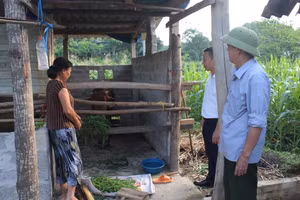 Hỗ trợ nuôi bò sinh sản - Mô hình giảm nghèo hiệu quả.