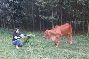 Dự án hỗ trợ con giống tiếp thêm động lực cho các hộ nghèo.