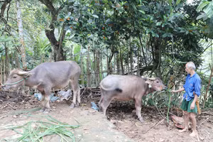 Nỗ lực giảm tỉ lệ hộ nghèo nhờ đa dạng hóa sinh kế.