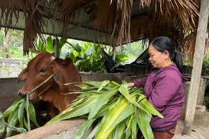 Phát triển mô hình nuôi bò hướng đi giảm nghèo bền vững.