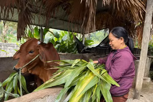 Phát triển mô hình nuôi bò hướng đi giảm nghèo bền vững.