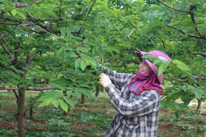 Thoát nghèo nhờ trồng na trên núi đá.