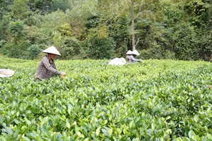 Cây trồng chủ lực góp phần giảm nghèo cho nông dân Đại Từ.