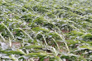 Nhiều diện tích cây trồng vụ Đông Xuân của người dân trên địa bàn TP Phổ Yên bị hư hại.