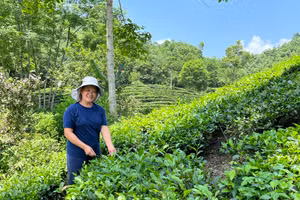 Chị Đặng Thị Xuân ở xóm Ngọc Mỹ, xã Liên Minh, huyện Võ Nhai (Thái Nguyên) là một trong những gia đình được hưởng lợi từ các chính sách thuộc Chương trình MTQG về Giảm nghèo bền vững.