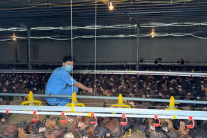 Giúp người dân xã miền núi từng bước xóa đói, giảm nghèo.