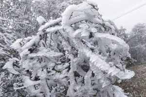 Băng giá bám trên cây ở hyện Mù Cang Chải. 