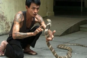 Sein Tin chơi đùa cùng một con rắn hổ mang trong Sở thú Yangon (Ảnh: AFP).