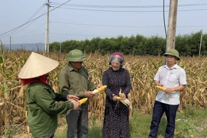 Nhiều ha ngô của người dân huyện Tuyên Hóa (tỉnh Quảng Bình) cháy khô vì nắng hạn.