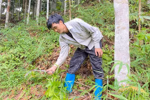 Người nông dân xã Tân Tiến chăm sóc cây quế. Ảnh Mai Linh.