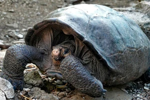 Rùa Galápagos được tìm thấy là loài được cho là đã tuyệt chủng 100 năm trước.