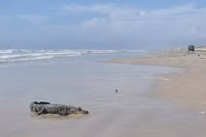 Bị cá sấu cắn tấn công dưới nước, người đàn ông thoát chết thần kỳ