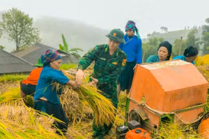 Đồn Biên phòng Thàng Tín giúp nhân dân thôn Cao Thượng Sơn, xã Pố Lồ, huyện Hoàng Su Phì thu hoạch lúa mùa.