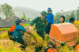 Đồn Biên phòng Thàng Tín giúp nhân dân thôn Cao Thượng Sơn, xã Pố Lồ, huyện Hoàng Su Phì thu hoạch lúa mùa.