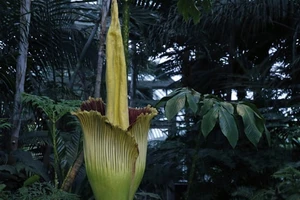 Cây amorphophallus titanum hay còn gọi là cây xác thối. (Ảnh: AP).