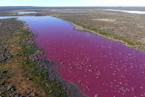 Hồ nước ở Argentina chuyển sang màu hồng.