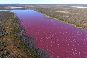 Hồ nước ở Argentina chuyển sang màu hồng.