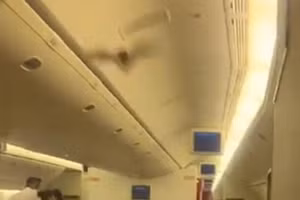 Hành khách hoảng loạn vì dơi lọt vào khoang, máy bay phải quay đầu gấp