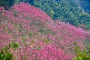Người giữ hồn đào Mẫu Sơn (kỳ 1): Nỗi lòng người giữ hồn đào khỏi "tuyệt chủng"