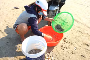 Sau khi cào xong, ngư dân sẽ bắt đầu đãi ốc để tách cát và các loại ốc mượn hồn ra