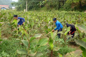 Người dân huyện Pác Nặm chuyển đổi cây trồng nâng cao giá trị sản xuất