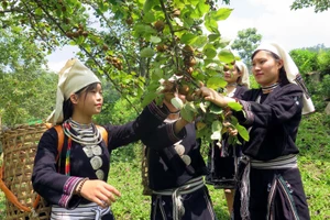 Đồng bào dân tộc Dao ở Hồng Thái, huyện Na Hang, tỉnh Tuyên Quang. 