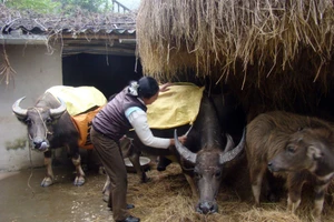 Chương trình mục tiêu quốc gia phát triển KTXH vùng đồng bào dân tộc thiểu số và miền núi bước đầu phát huy hiệu quả