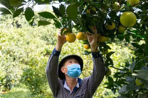 Nông dân huyện Cao Phong giảm nghèo nhờ đặc sản cam Cao Phong