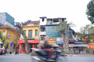 35 cây được di chuyển, 5 cây bị chặt hạ trên tuyến đường Trần Hưng Đạo để phục vụ thi công ga ngầm S12.