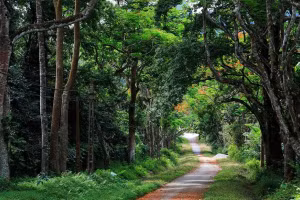 Hà Nội cải tạo hơn 8km đường đến Vườn quốc gia Ba Vì