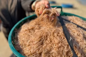 Vùng biển Quảng Ngãi đang là mùa đánh bắt ruốc.