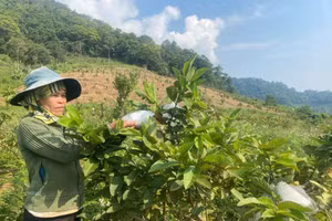 Người dân trồng ổi ở huyện Sơn Tây.