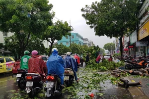 Đà Nẵng Nhiều cây xanh ngã đổ, gây cản trở giao thông trên nhiều tuyến đường.