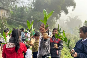 Học sinh Trường Phổ thông dân tộc bán trú Tiểu học Trà Tập trồng cây cau dọc khuôn viên trường học. (Ảnh: Thu Trà). 