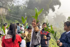Học sinh Trường Phổ thông dân tộc bán trú Tiểu học Trà Tập trồng cây cau dọc khuôn viên trường học. (Ảnh: Thu Trà). 