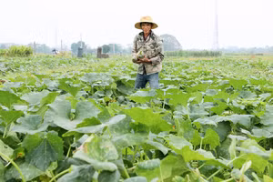 Nông dân xã Tề Lỗ (Yên Lạc) trồng bí đỏ cho hiệu quả kinh tế cao.