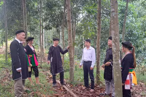 Lãnh đạo xã Kiên Thành, huyện Trấn yên trao đổi với người dân về hiệu quả của cây quế hữu cơ.