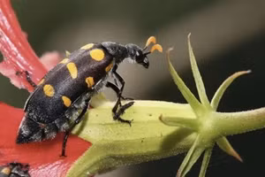 Nghe đồn sâu ban miêu có tác dụng tăng cường sinh lý, nhiều nam giới ăn dẫn đến ngộ độc.