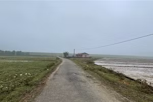 Ngay sát chân đập Xuân Hoa, gần một nửa diện tích đất canh tác của người dân xã Cổ Đạm phải bỏ hoang.