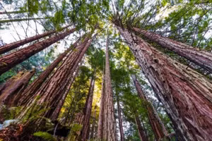 Những cây cao nhất trên Trái đất sống ở California.